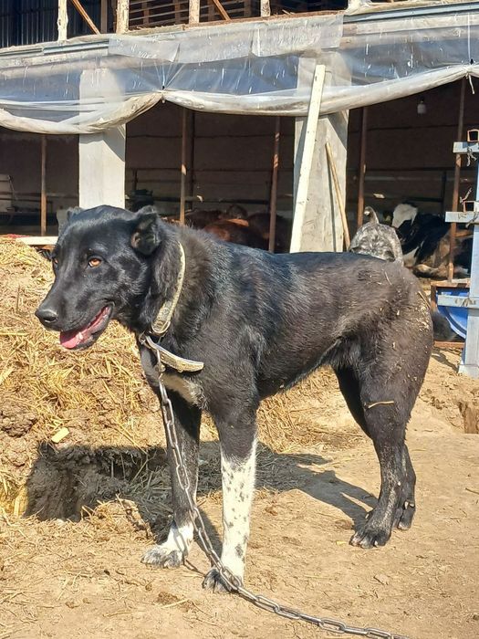 Продаётся собака