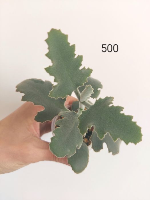 Продам декоративное каланхоэ Бехарское