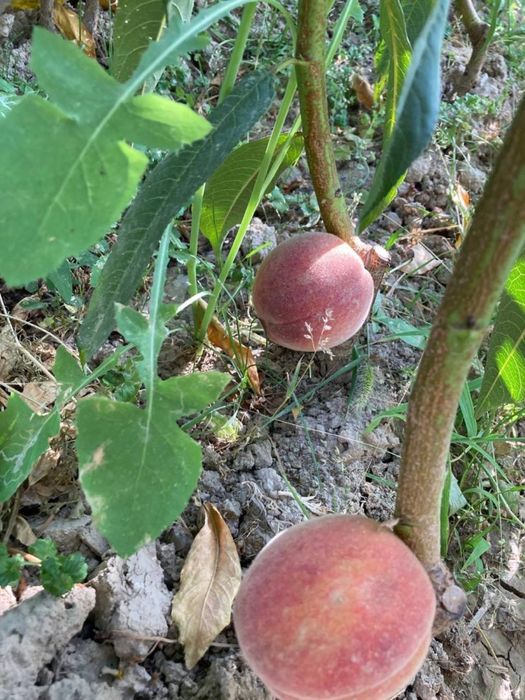 Boğ uchun mevali daraxtlar shaftoli uzum barchasi bor