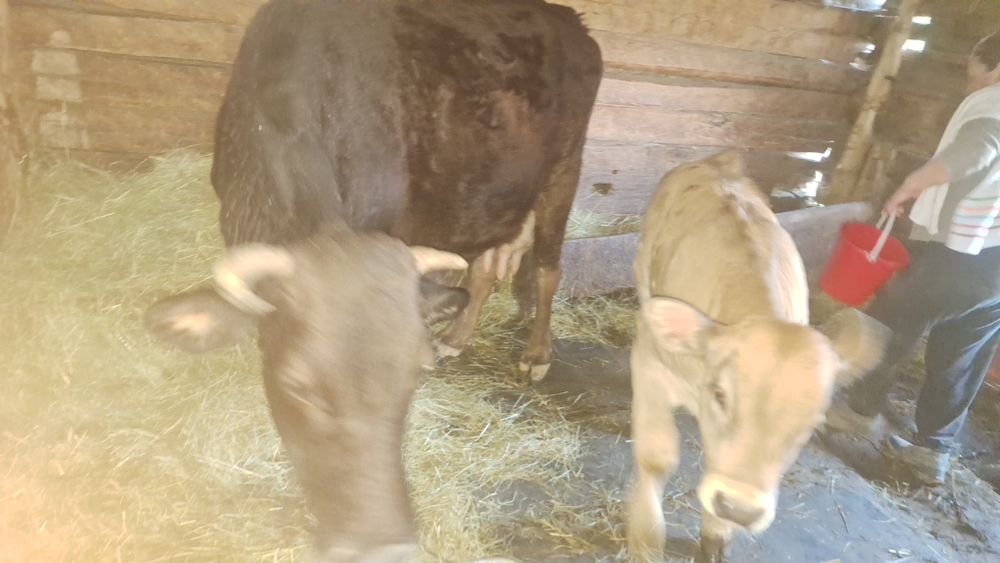 Vand vaca cu vitel