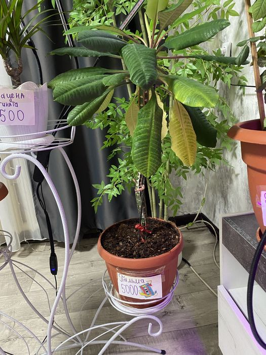 Комнатные растения