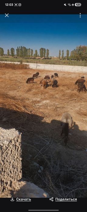 17 sotik biznes uchun ajoyib yer sotiladi