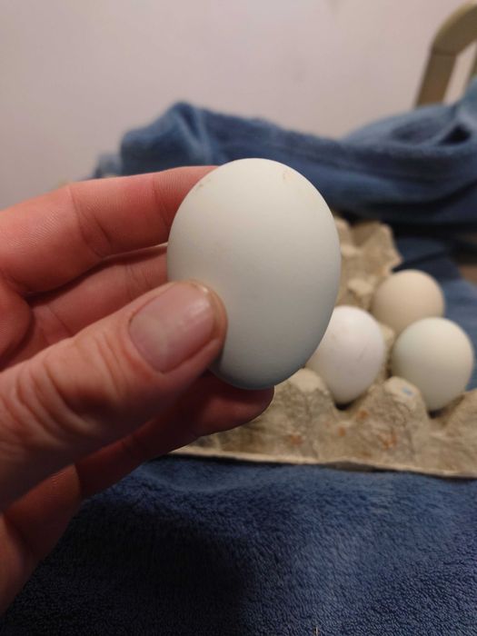 Оплодени яйца от Араукана