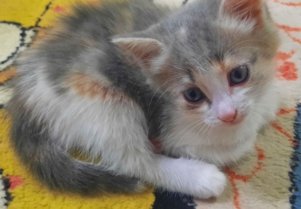 Отдам котенка в добрые руки