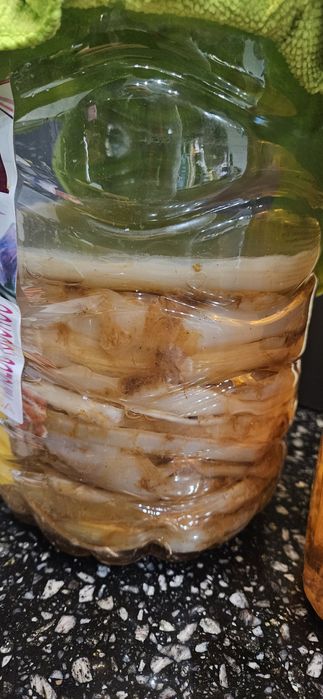 Vand Ciuperca Kombucha