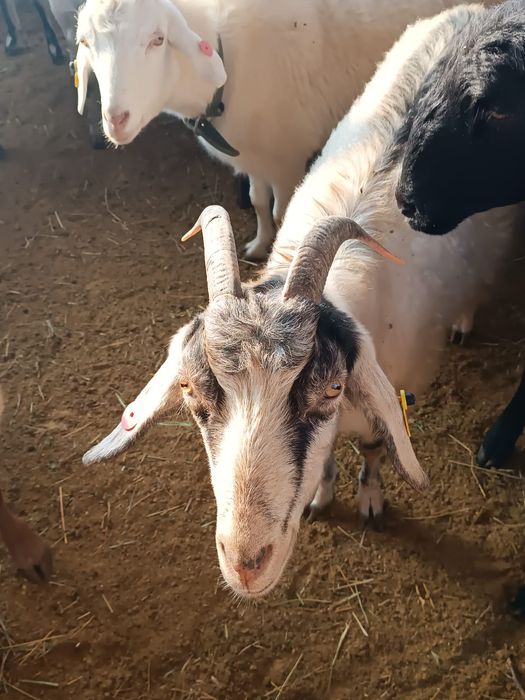 Козы, козочки, козлята