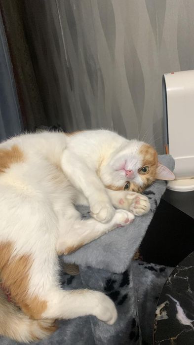 Кот Рони ищет дом.