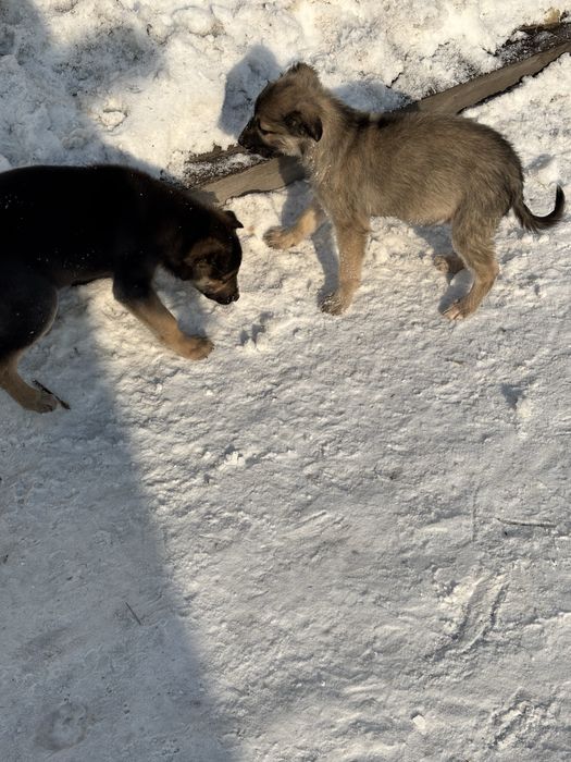 2 девчонки в хорошие руки