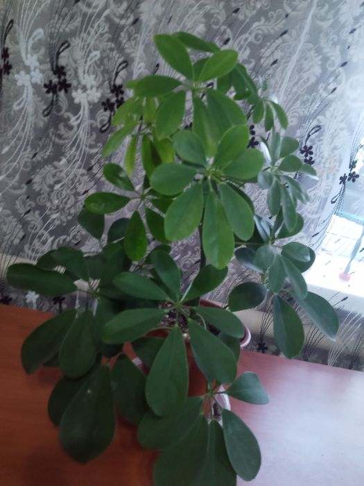 Фикус Лирато, фикус Бенджамина