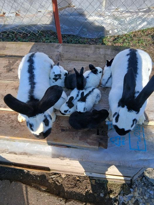 Iepurași fluture german disponibili în Țigănești