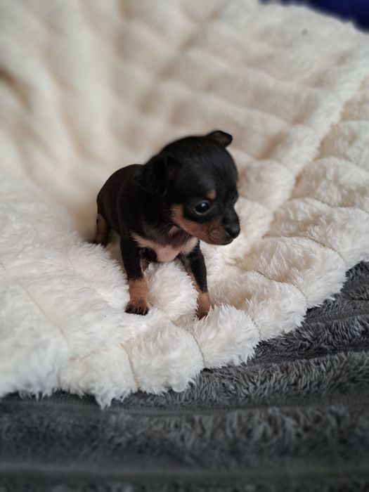 Продам мини той терьера девочку