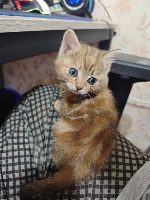 кошечка игривая, девочка