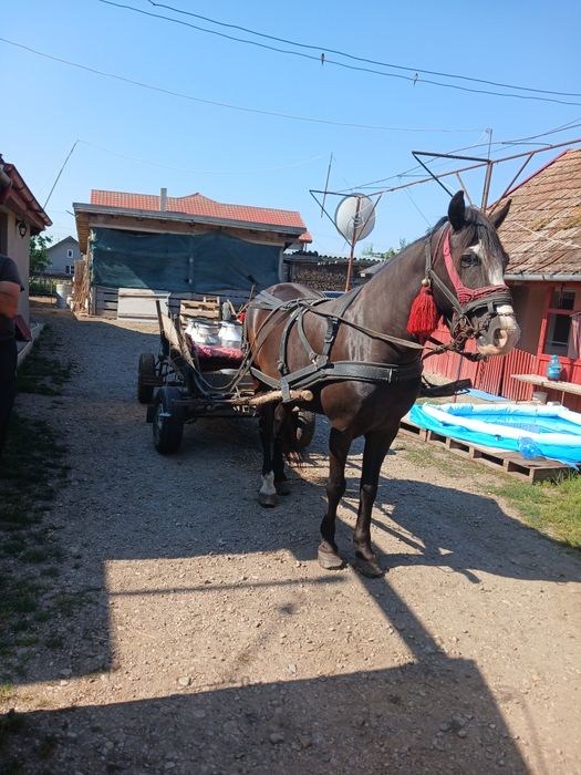 Cal de vanzare sau schimb