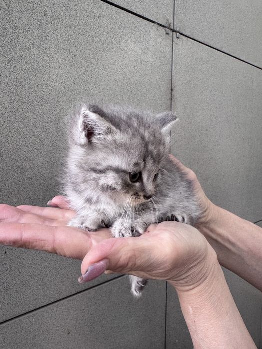Отдам котят (девочку и мальчика) в добрые руки