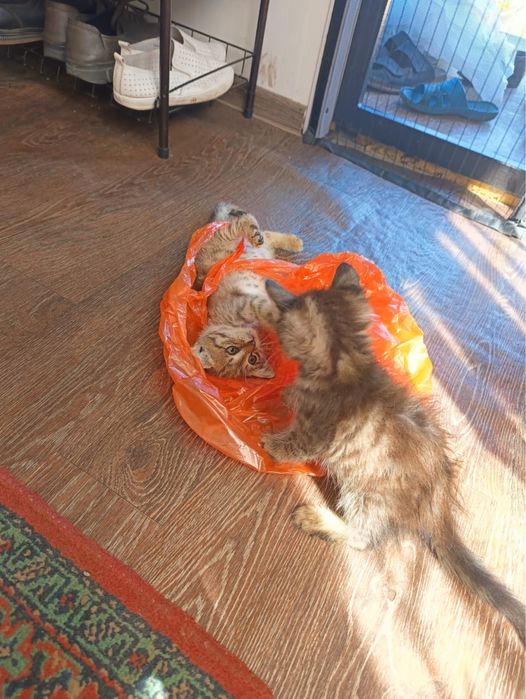 Отдам котят в добрые руки