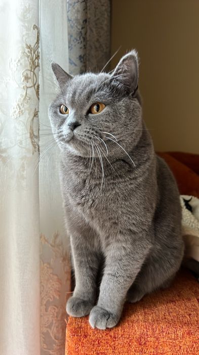 Luna -British short-hair