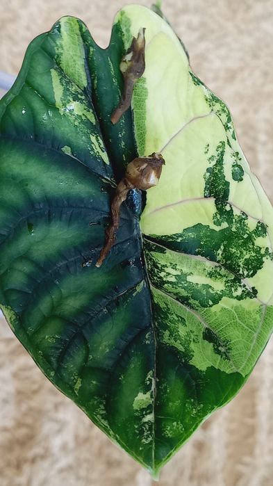 Клубни  алоказий