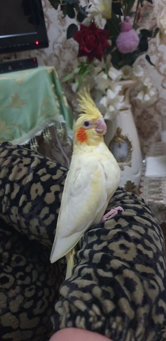 Karello  ruchnoy 1 oylik