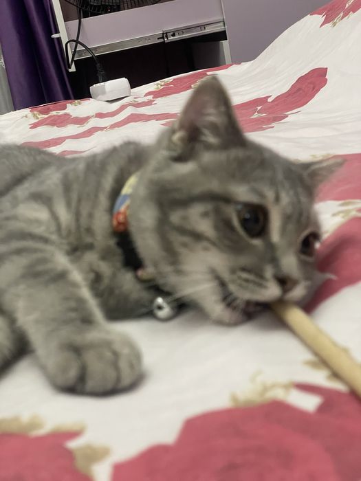 Mushukcha sotiladi 2 oylik o'g'il bola