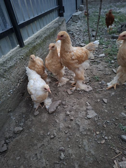 Vand 4 puicute+ 2 cocosei de brahma lemon