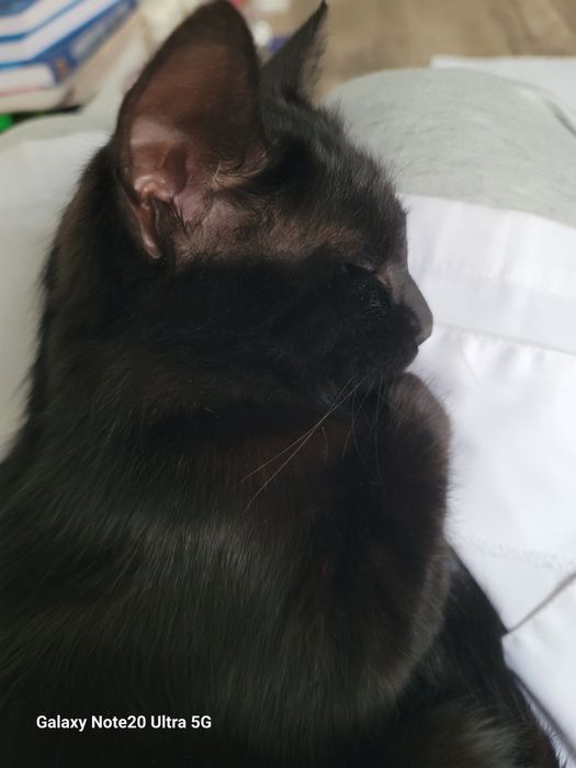 Кошка (черная) в добрые руки