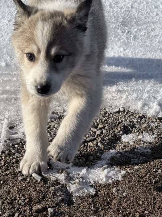 Ищем дом щенка!