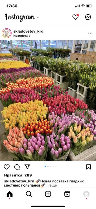 Тюльпаны -Белорусь.крупные высота стебля 60см.