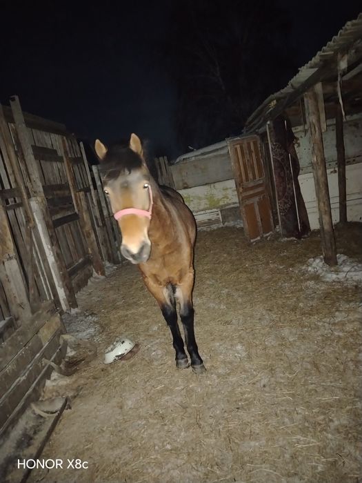 Продам молодую кобылку.