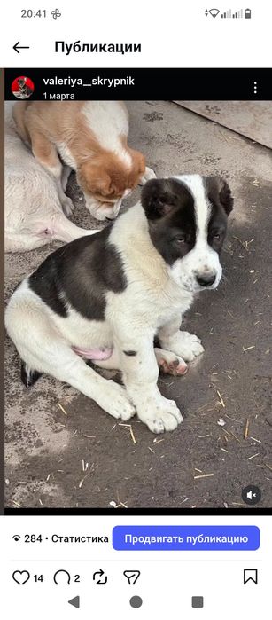 Щенки САО Алабай