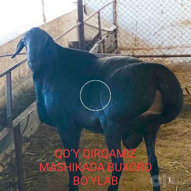 Buxoro bo‘ylab qo‘y qirqamiz mashikada