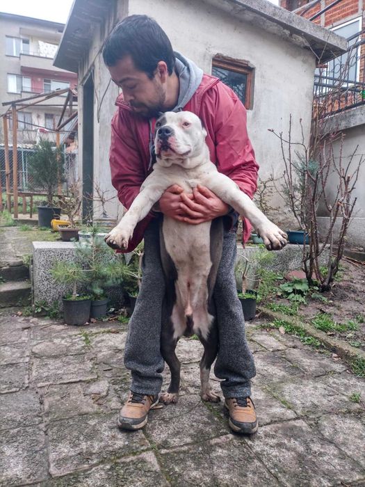 Питбул   син нос