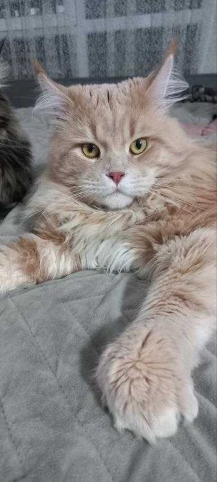 Pisica Maine Coon provenienta felisa autorizata