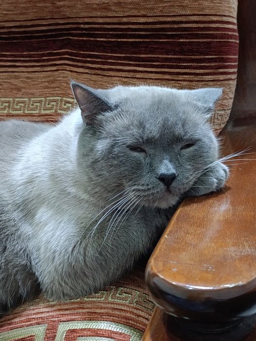 Кот-бегемот в хорошие руки
