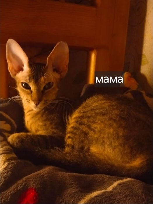 Бронирование котят