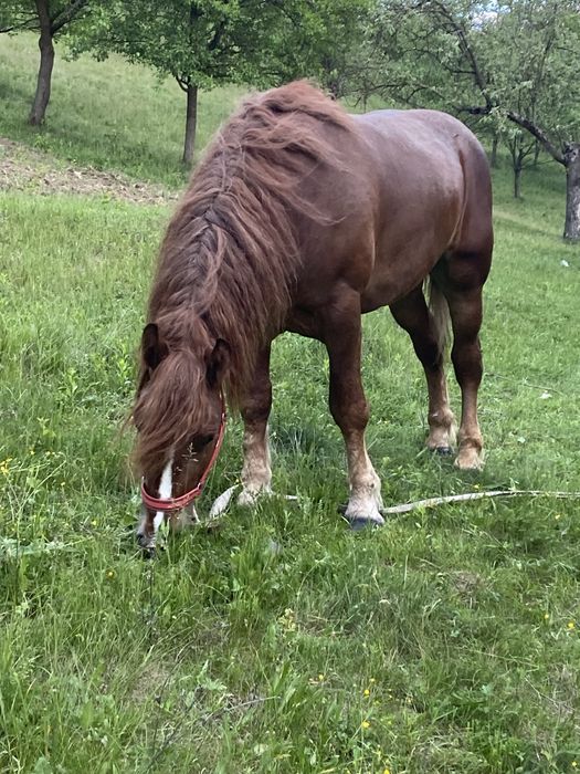 Vand armasar de 3 ani sau schimb cu oi, vaci sau diverse utilaje