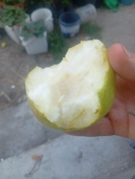 Vând pere Bio delicioase