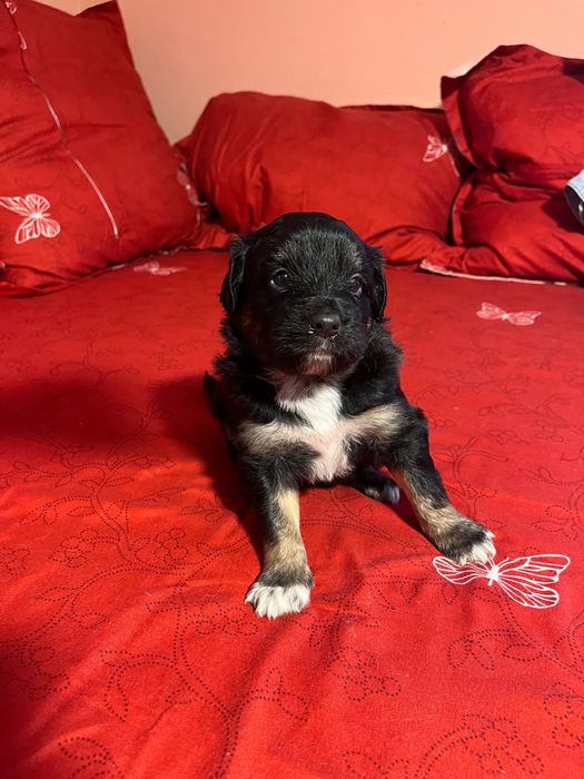 Donez căței de talie medie