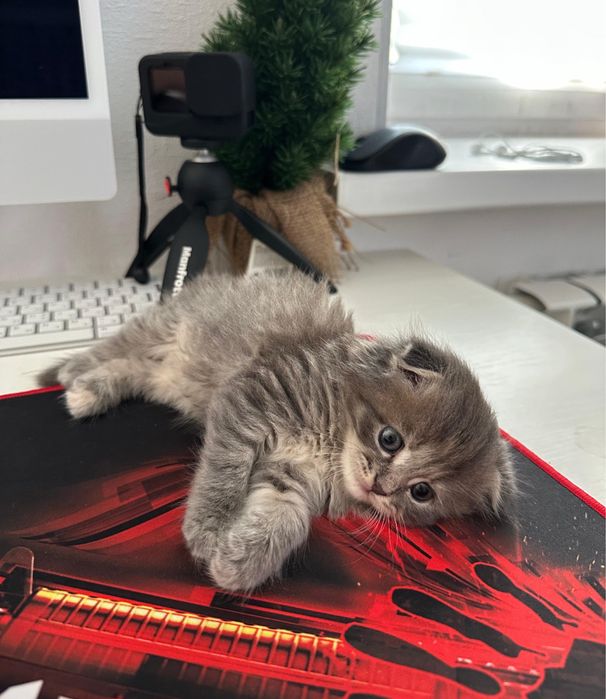 Продам вислоухих котят