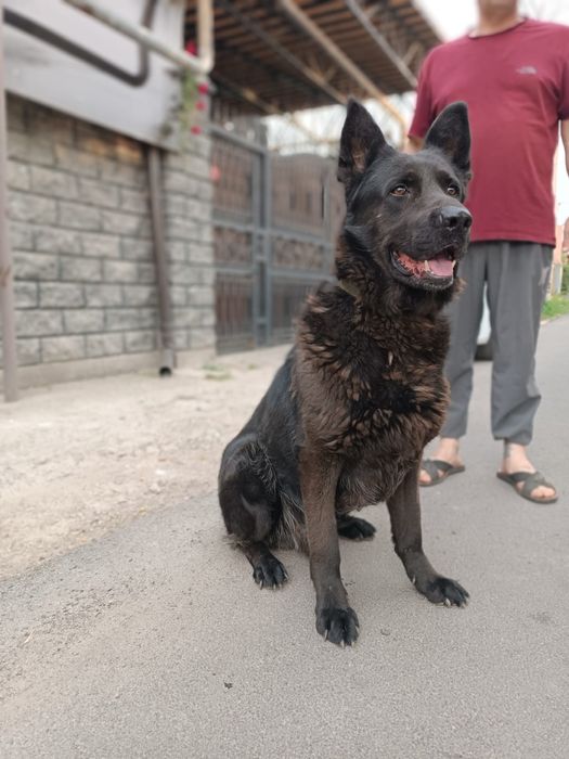 Продам немецкую овчарку