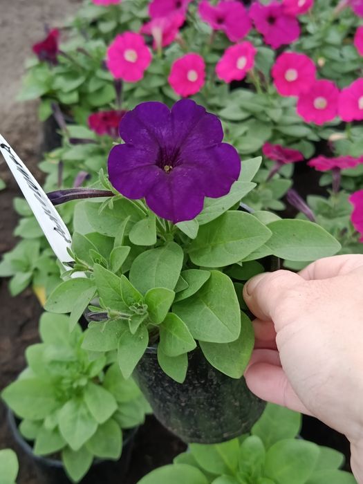 Петуния домашняя