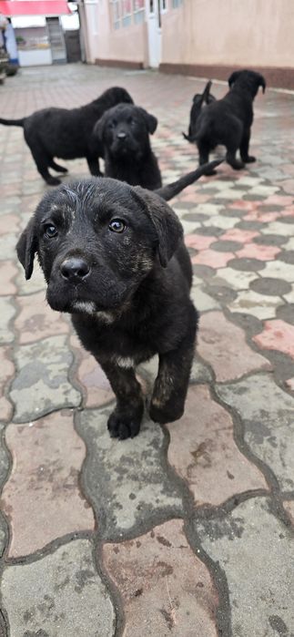 Donez pui cane corso fetite