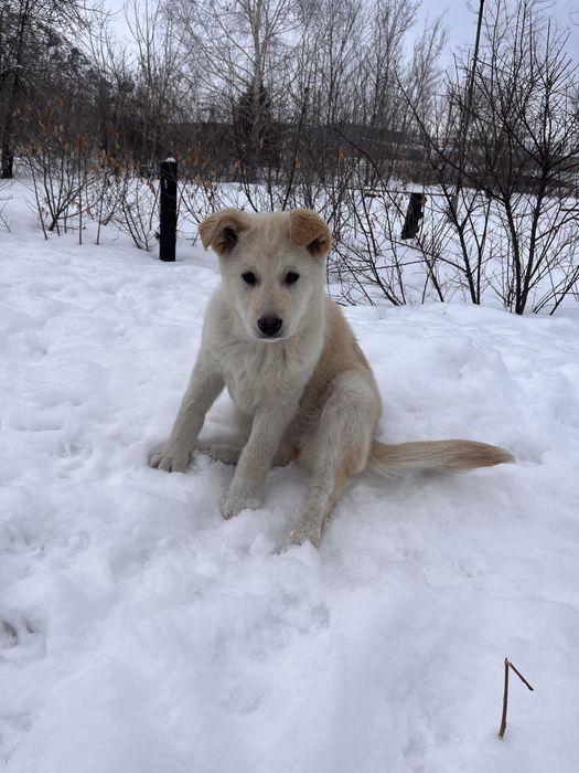 Отдадим щенка в добрые руки !!