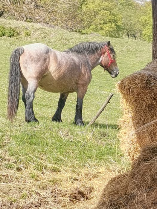 De vânzare iapă 6 ani face în 28 aprilie gestantă trebuie să fete în 25 mai preț 5500 euro ușor negociabil