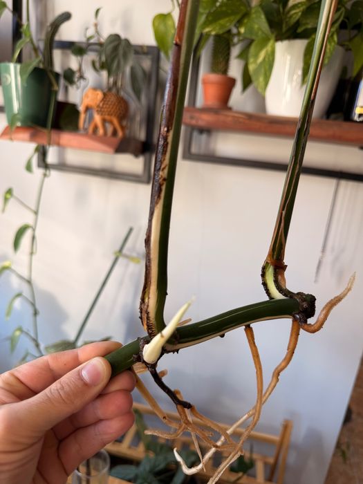 ВАРИЕГАТНА монстера/ резник/