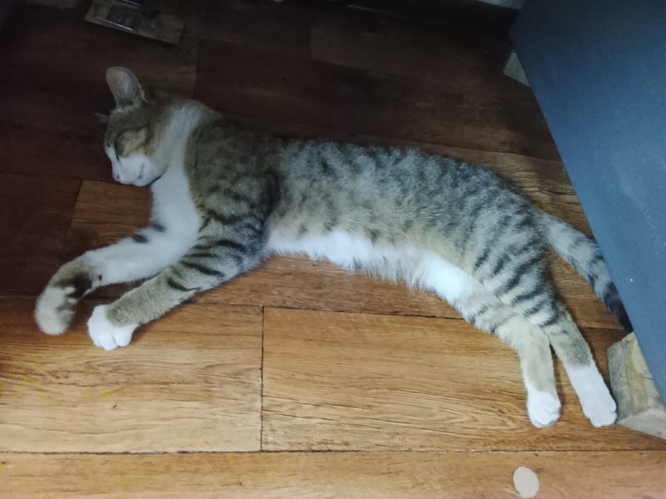 Котик бесплатно в добрые руки