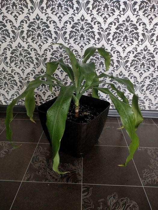 Драцена домашняя