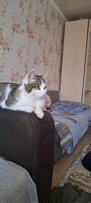 Отдам Кота в добрые руки