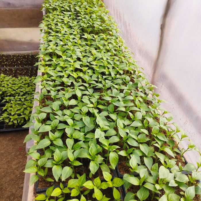 Răsaduri roșii Paris f1 si Prekos F1