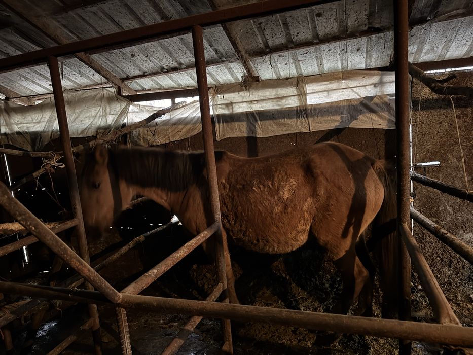 Продаеться кобыла