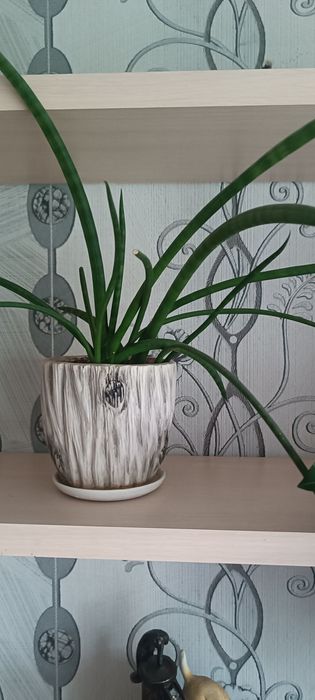 Цветы комнатные .